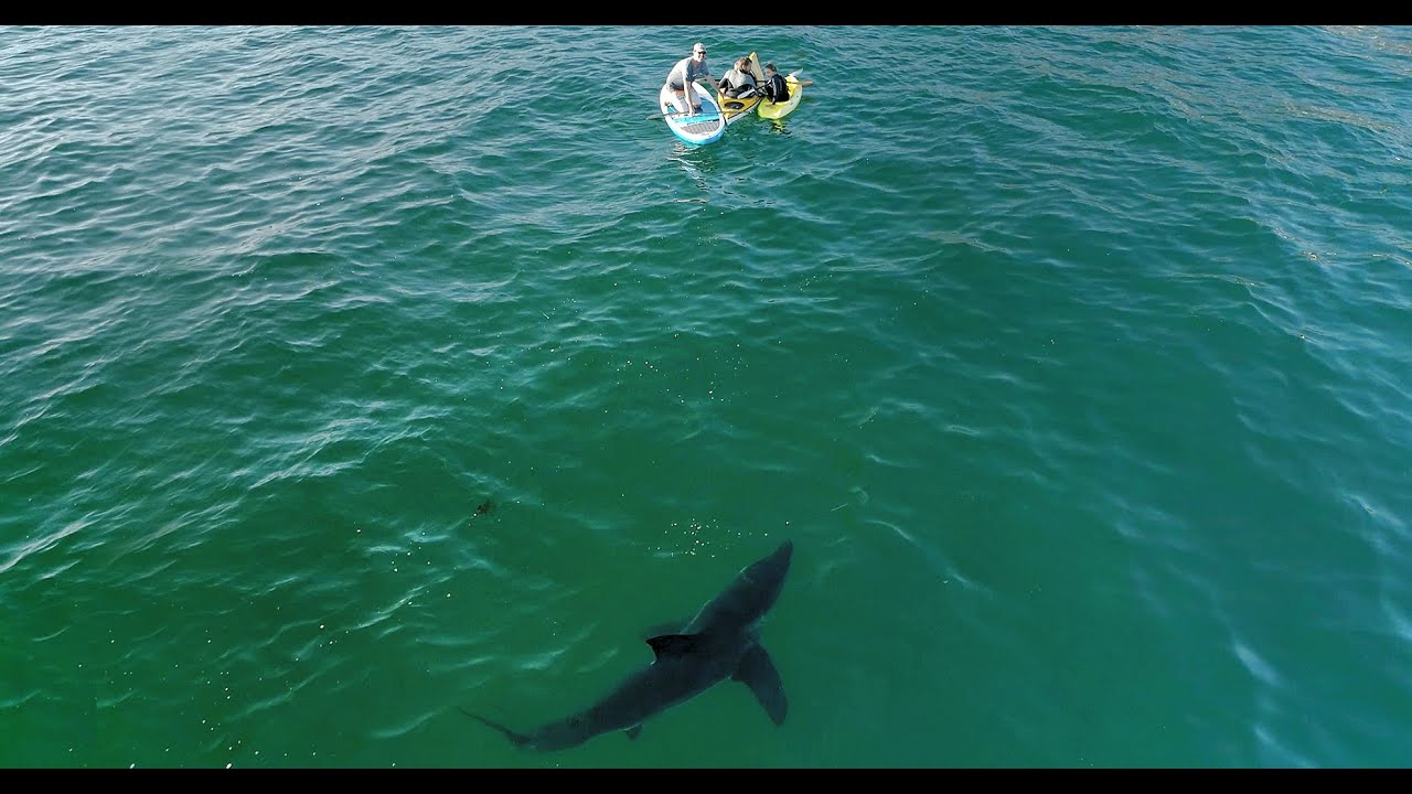 Океан св. Акулы с дрона. Акулы Малибу. Дрон акула.