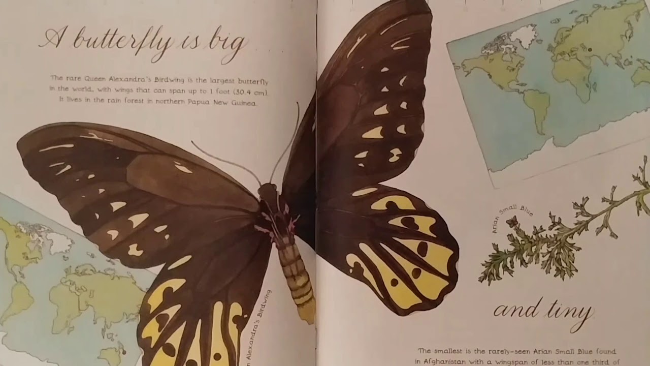 A Butterfly Is Patient YouTube