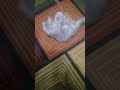 عنتر الشرس يلعب 