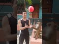 playing ball with monkey #viral #youtubeshorts #akash07n #funny #instagram #trending #entertainment