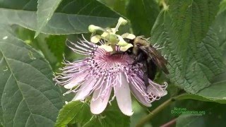 Celebrity Female Eastern Carpenter Bees (Xylocopa virginica) Pollinating Passion Flower (Passiflora incarnata) Wealth