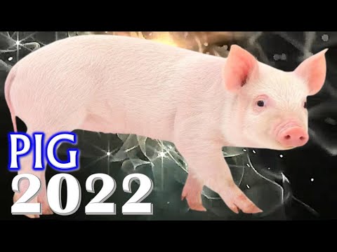 Pig Horoscope 2022 | Born 2019, 2007, 1995, 1983, 1971, 1959, 1947, 1935