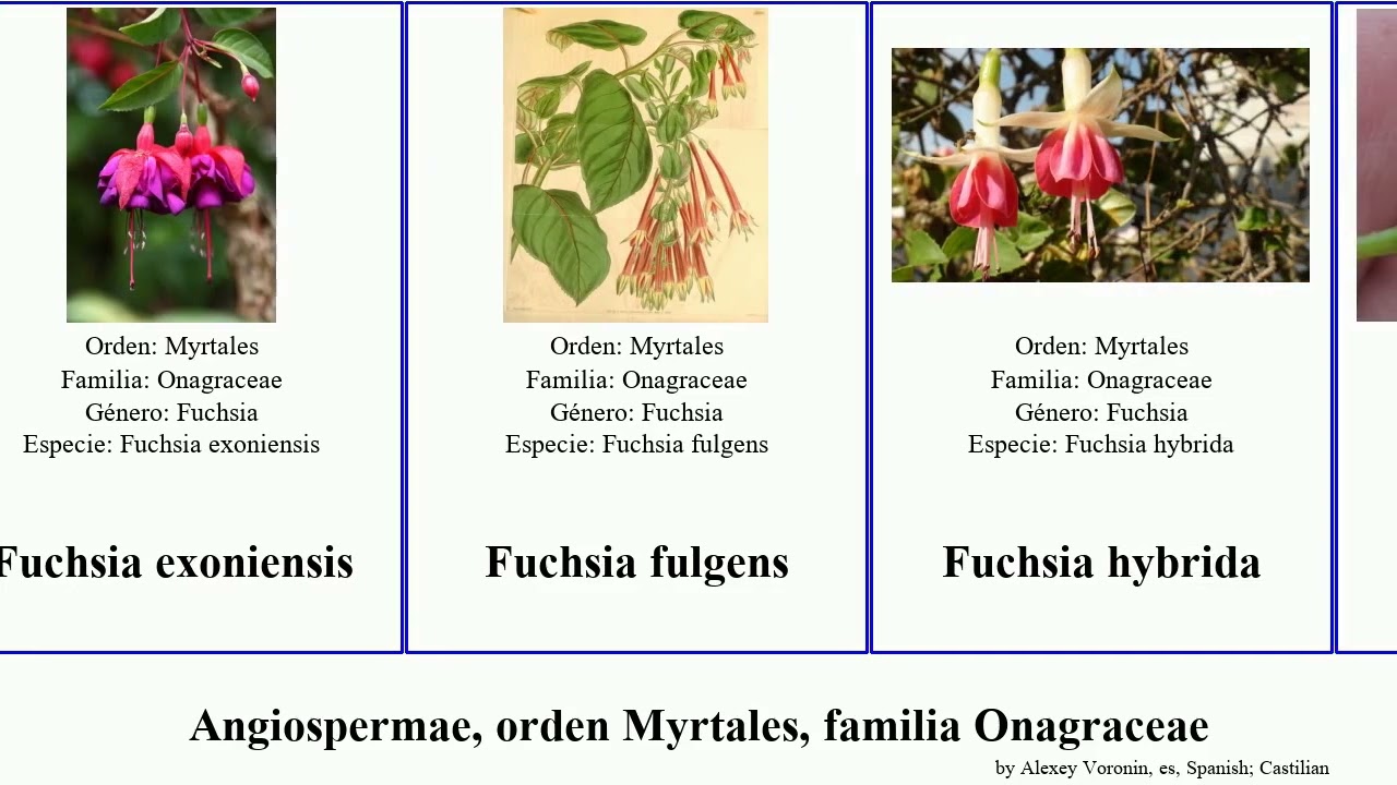 Angiospermae, orden Myrtales, familia Onagraceae fuchsia tia flor intermedia rosea cinerea hybrida