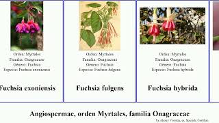 Angiospermae, orden Myrtales, familia Onagraceae fuchsia tia flor intermedia rosea cinerea hybrida