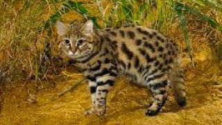 видео: Захватывающий мир черноногой кошки Невероятные способы охоты миниатюрного хищника картинка: Захватывающий мир черноногой кошки Невероятные способы охоты миниатюрного хищника
