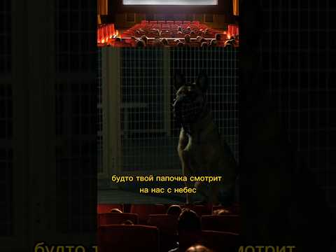 Не смог умерить собаку у которой послужной список в отряде рейнджеров США 🙂🎬 #фильмы #кино #фильм