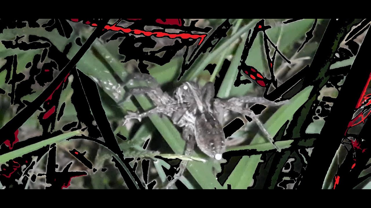 You need to see this ! (spider hack) - YouTube