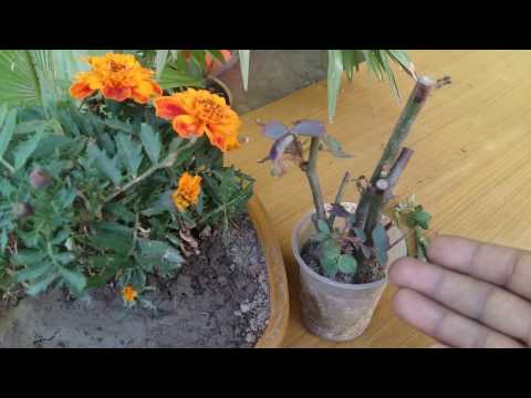 168# Rose cutting care & tips || how to growRose