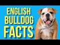 English Bulldog top 10 Interesting facts