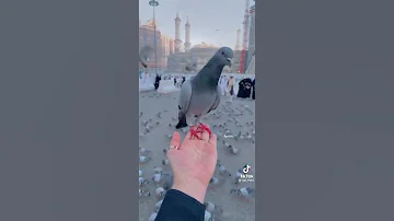 ليتني في سرب الحمام طائر 