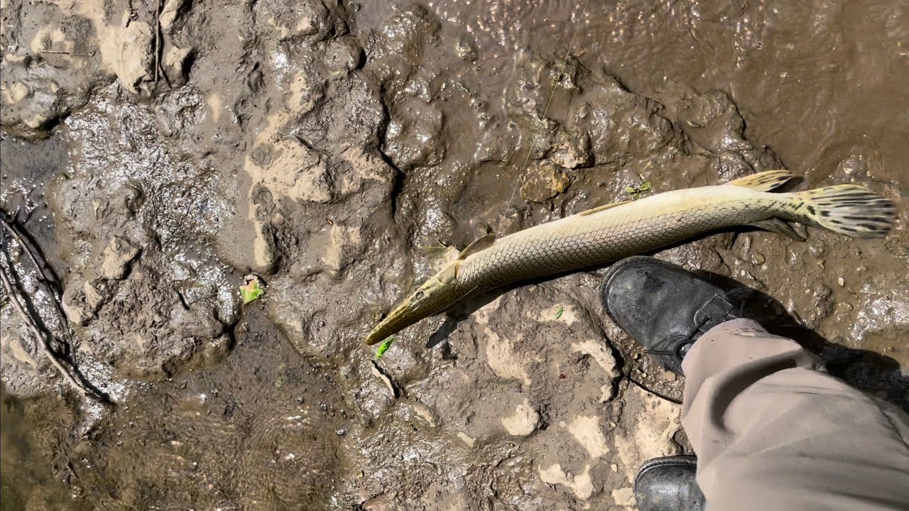 Catching and unhooking a Gar. Watch until End - YouTube
