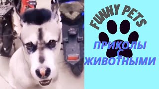 Приколы с животными | смешно до слез | приколы 2021