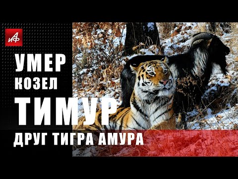Умер козёл Тимур - друг тигра Амура