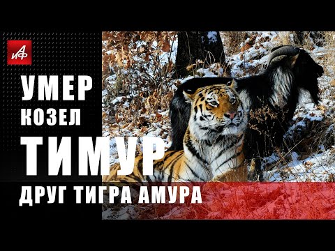 Умер козёл Тимур друг тигра Амура