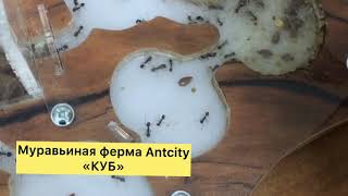 Муравьиная ферма Antcity КУБ