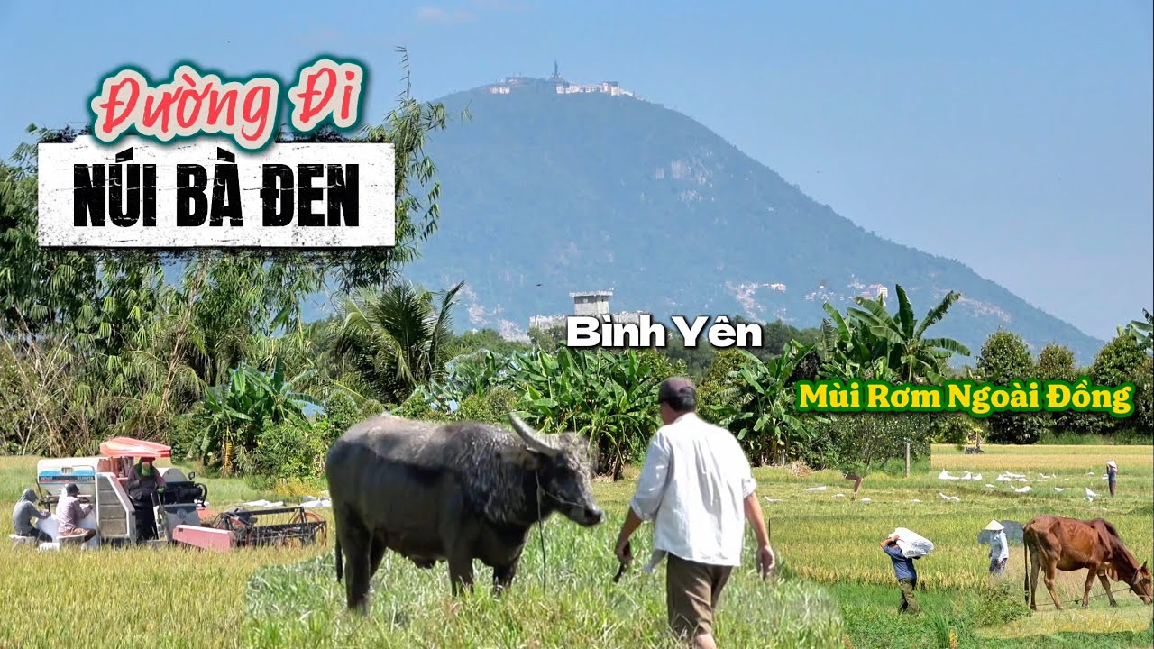 Mùa Lúa Chín Ngoài Đồng - CUỘC SỐNG MÉ ĐƯỜNG LÊN NÚI BÀ ĐEN TÂY NINH,  Cảnh Quê Vùng Đất Bình Yên.