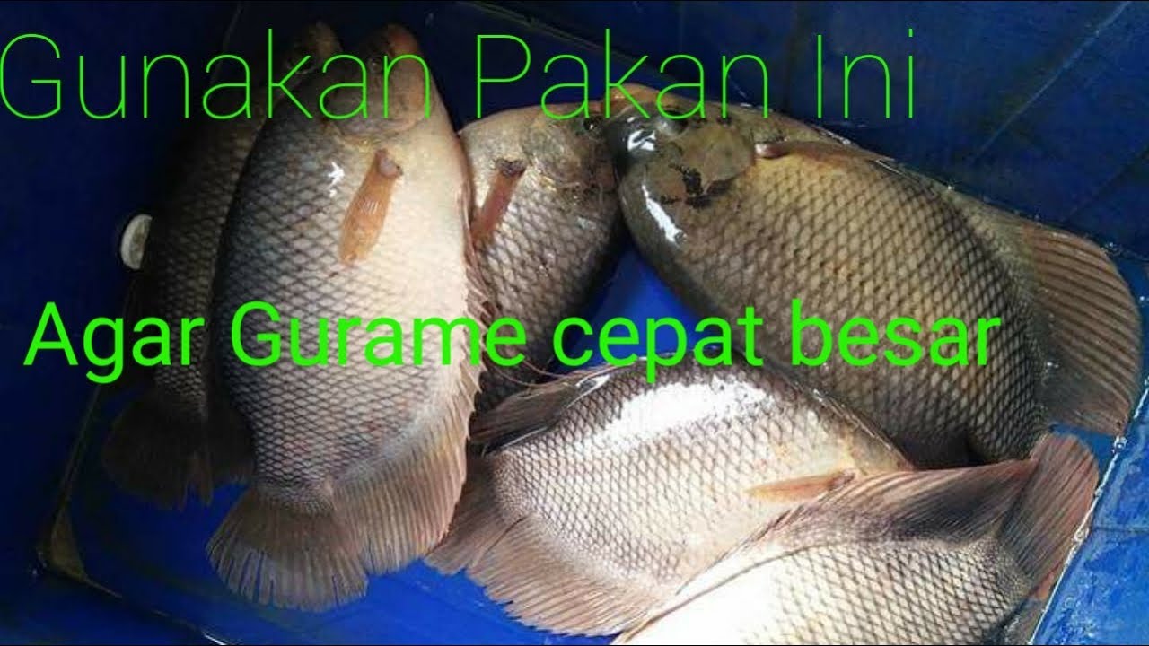 Cara Budidaya Gurame-Pakan gurame agar cepat besar 