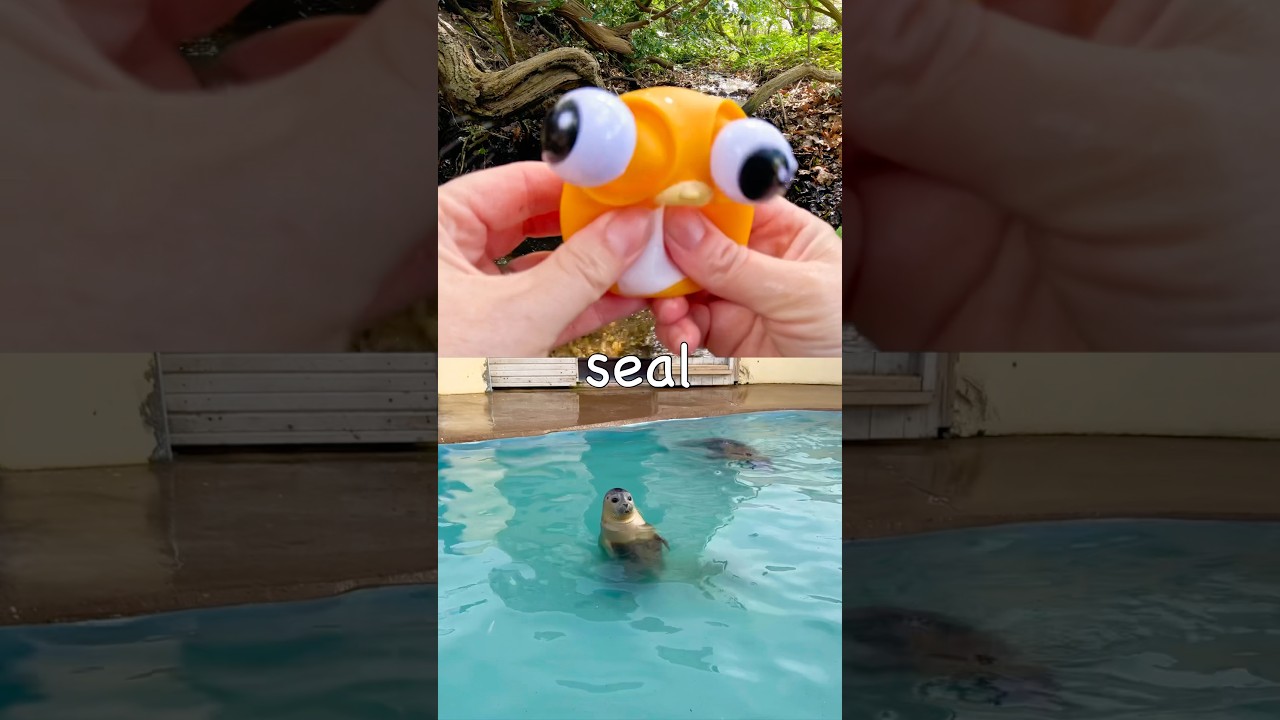 Learn Sea Animal Names for Kids at the Double Waterfall: Seal Fiddler Crab Turtle Spider Crab