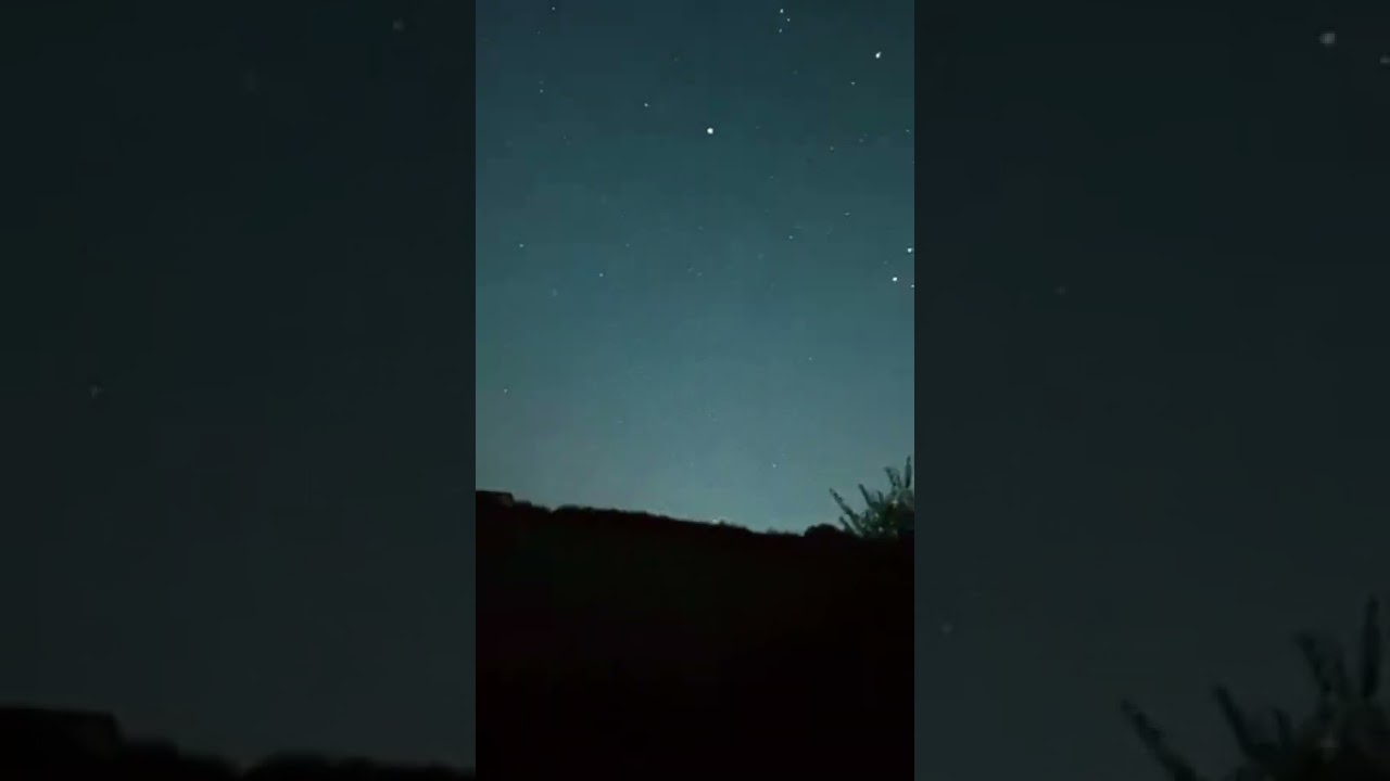 Lancaster canals best tree.  Sycomore standing tall.  