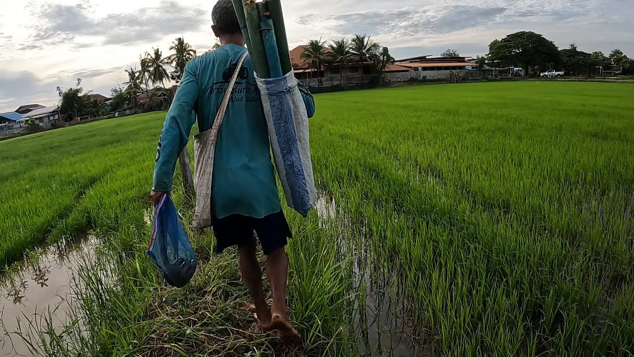 ใส่บั้งลันดักปลาไหล ด้วยเหยื่อสูตรนี้ โคตรหมาน !!!