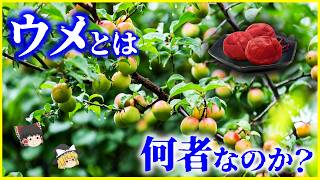 【ゆっくり解説】青梅には毒がある！？「梅」とは何者なのか？を解説/梅干し・梅雨・花見…日本文化に入り込んだ植物の正体