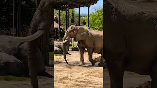 13,000 Lb Elephant Strutting His Stuff 👋🐘👋