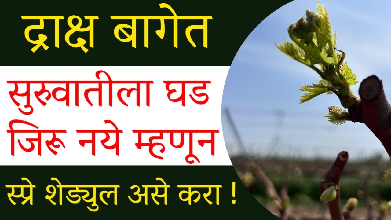 🍇द्राक्ष बागेत सुरुवातीला घड जिरू नये म्हणून स्प्रे शेड्युल व्हिडिओ अवश्य बघा  | Doctor Agriwala 🍇