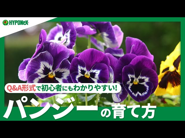 ☘11: How to grow pansies | Tips for enjoying flowers for a long