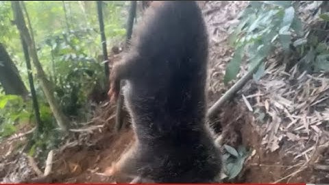 Nghỉ quýt chị em đi đào dúi để giảm cân nhé |Rừng núi Bắc Kạn