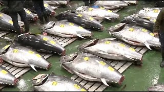 Record $3.2 million bluefin tuna sold at Tokyo auction