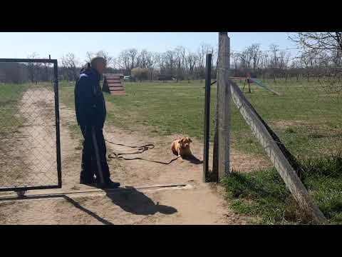 Videó: Hogyan lehet megállítani a kutyákat a trágyából?