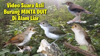 Suara Pikat Ampuh Burung Minta Duit Alias Planduk Dada putih SUMSEL