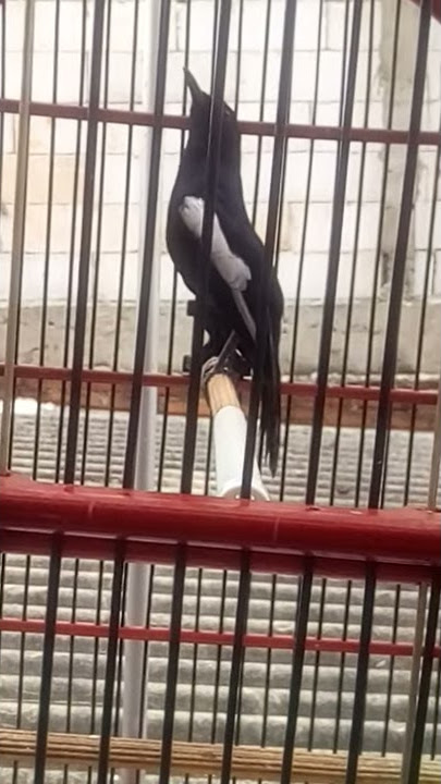 KACER WULUNG GACOR WALAU BARU BERES TROTOL 🐦