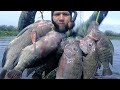 pesca de tilapias con arpon.#pesca fishing with harpoon#viral #fishing