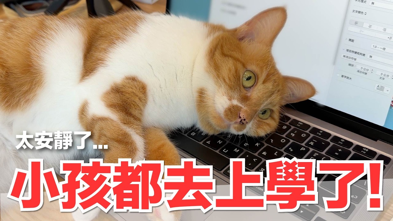 【好味小姐】小孩都去上學了!太安靜了...|好味貓日常276 縮圖