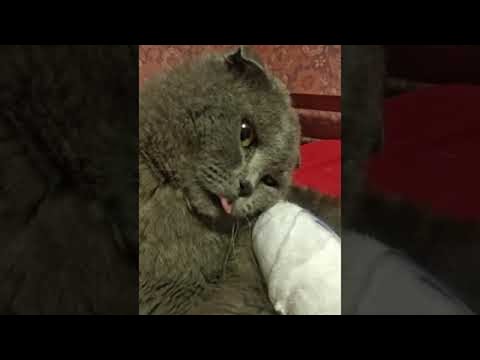 Confused Kitty Wakes from Anesthesia || ViralHog - YouTube