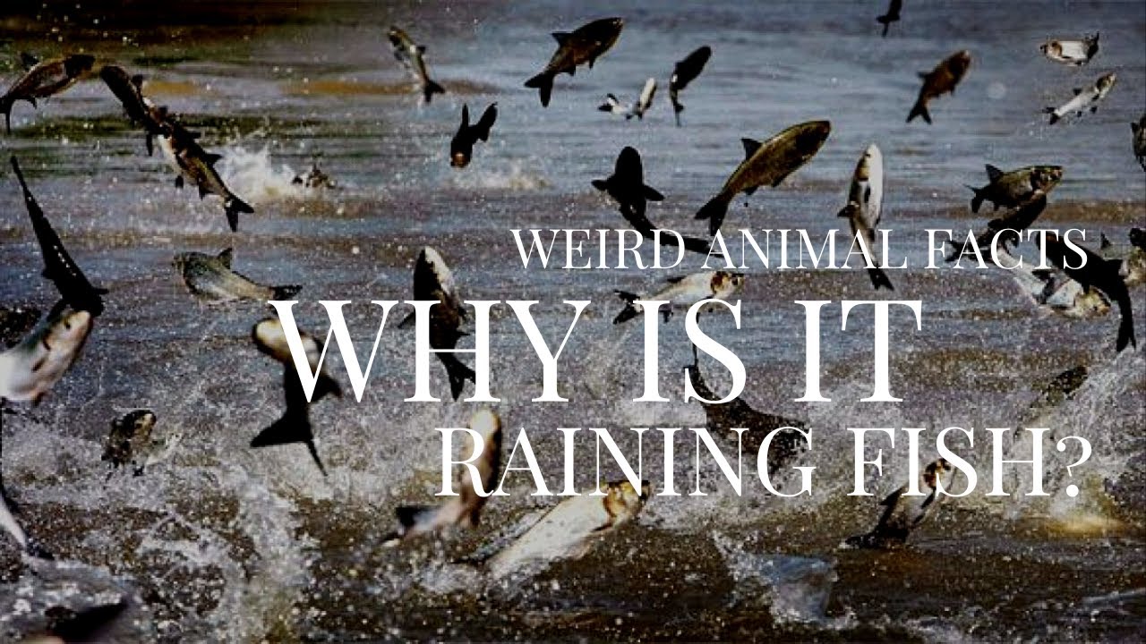 Why is it Raining Fish? | Weird Animal Facts #2 - YouTube