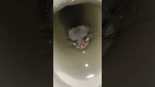 IMG 0190 Look Before You Sit - Is this a Gremlin in the toilet?