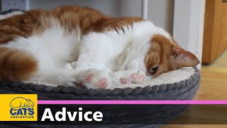 Caring for elderly cats | Cats Protection