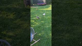 I did the right thing. #chicken #hens #backyardchickens #vlog #nj #shorts #chickenlife #homestead