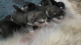 Alaskan Malamute puppies, Blitter  1 week old  (part 1)