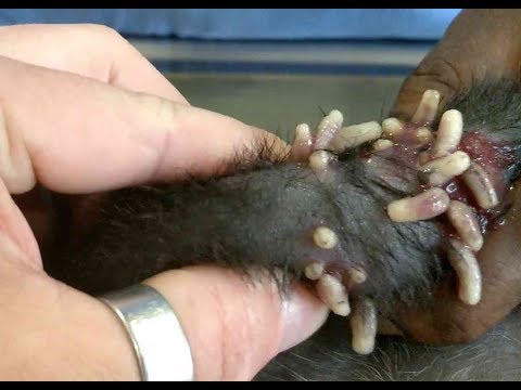 Video: Ziehen Hunde-Parasiten auf Blut ein?