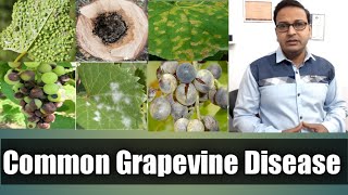 Common Grapevine Disease