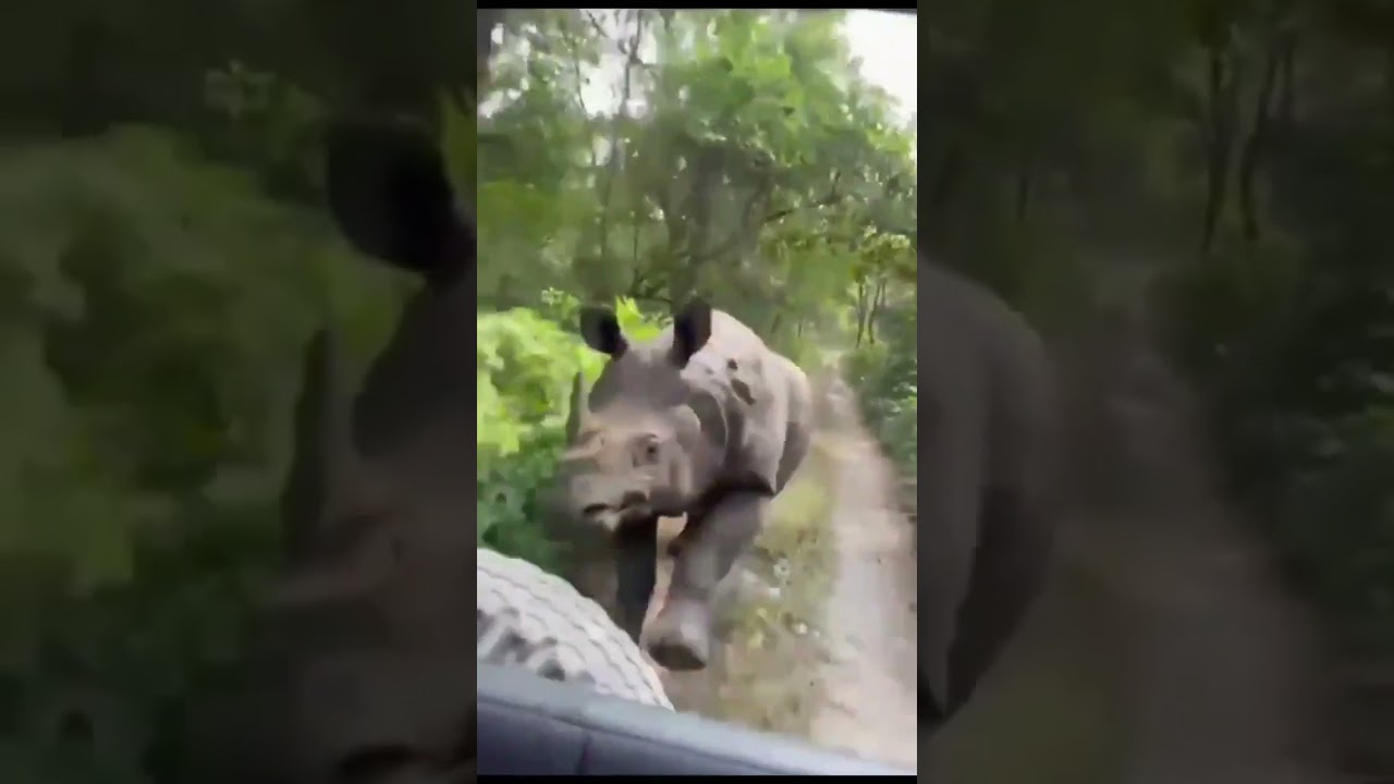 MUNDO CURIOSO | RINOCERONTE PERSEGUE TURISTAS EM PARQUE NA ÍNDIA