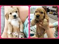 Щенки английского кокер спаниеля ❤️🐶 CUTE LITTLE PUPPIES 🐶❤️