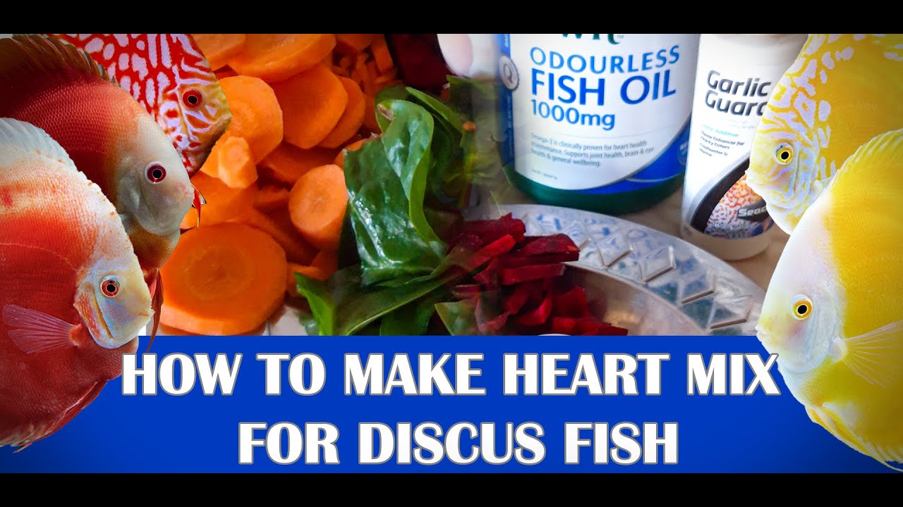 How to Make Discus Food YouTube