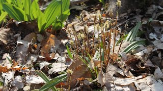 Getting your Feet Wet in Caricology: Starring Carex plantaginea