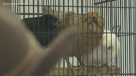 Backyard Chicken Class - DayDayNews