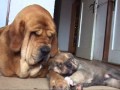 Spanish Mastiff (7,715) の動画、YouTube動画。