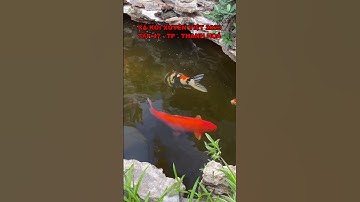 TẬP 47 -CÁ KOI XUYÊN VIỆT 2023 -HỒ CÁ KOI ĐẸP LÀM LỌC NHỎ PHẢI LÀM LẠI CÁ NHẬT TO 80CM -TP.THANH HOÁ
